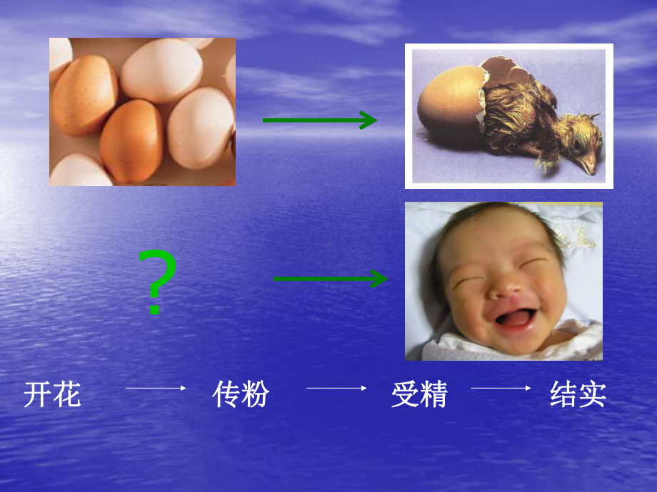 人的生殖和发育.ppt_第2页