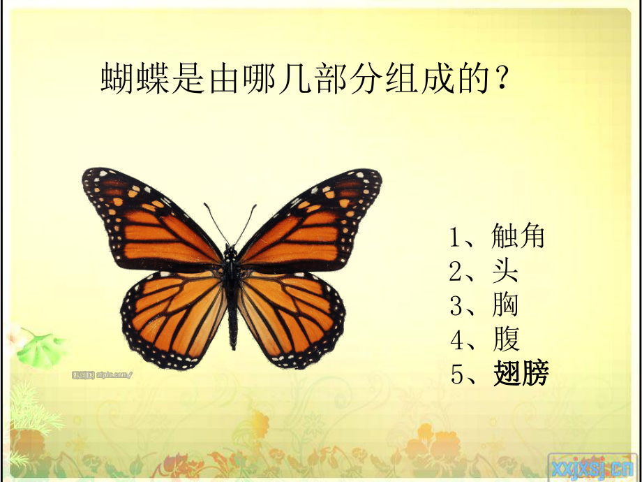 美术课件蝴蝶1.ppt_第3页