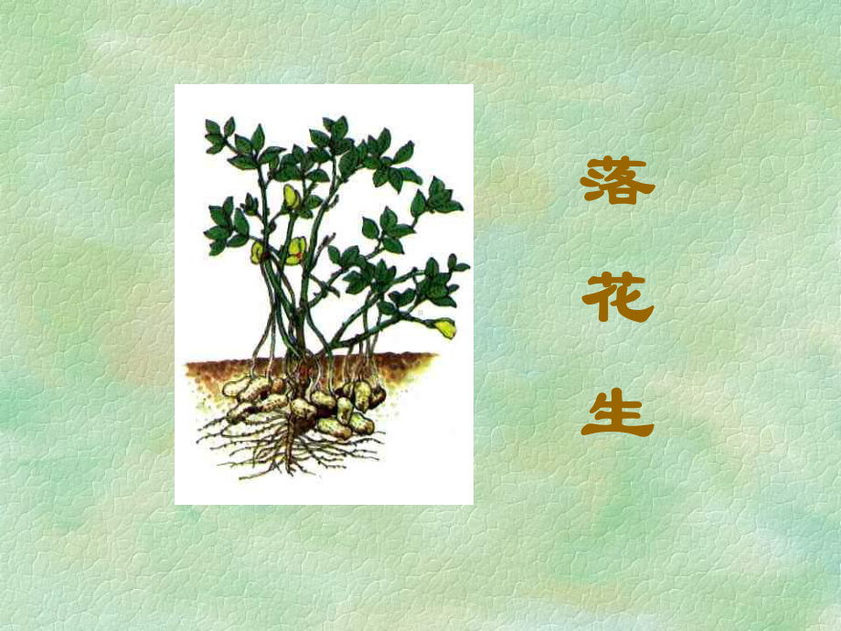 落花生PPT课件 (2).ppt_第1页