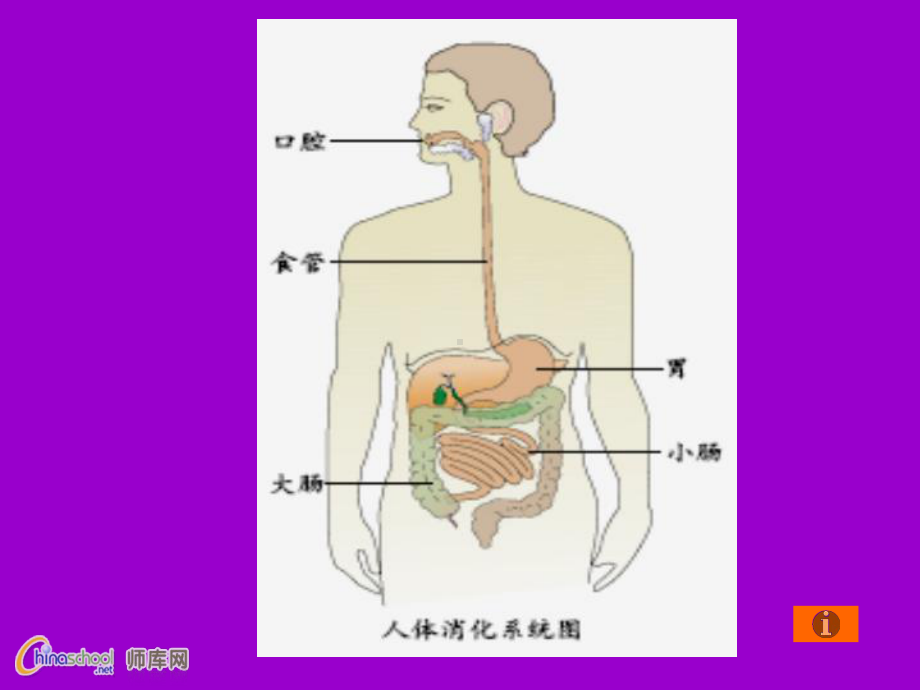 食物消化课件[1] (2).ppt_第2页