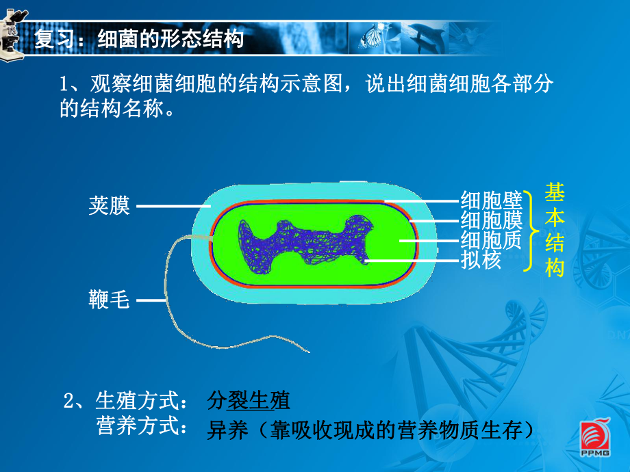 认识细菌和放线菌-教学课件.ppt_第1页