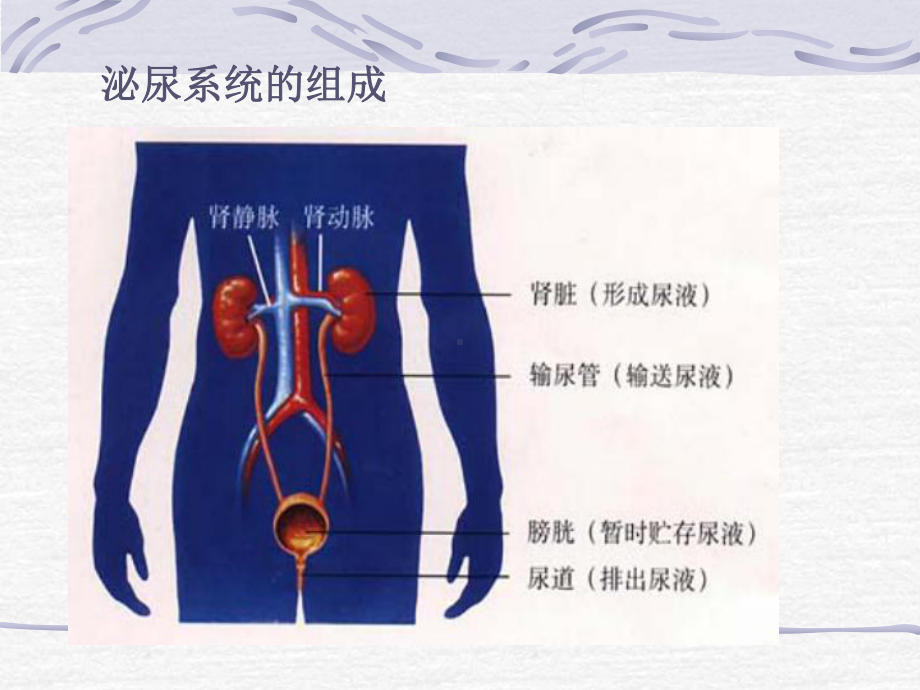 人体废物排出.ppt_第3页