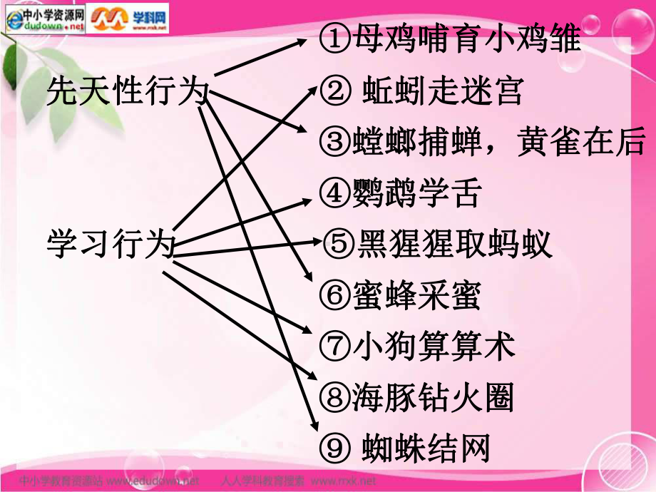 人教版生物八上第三节《-社会行为》课件.ppt_第3页