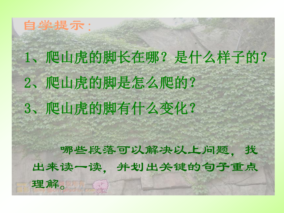 爬山虎的脚1200.ppt_第2页