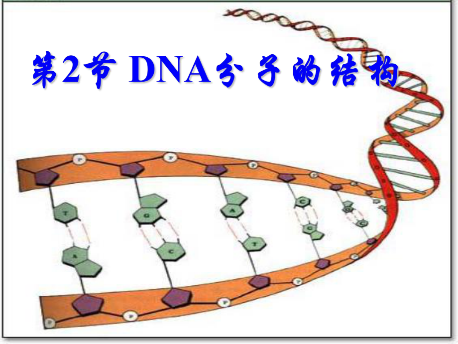 人教版必修2第三章第二节DNA的分子结构（共18张PPT）.ppt_第1页