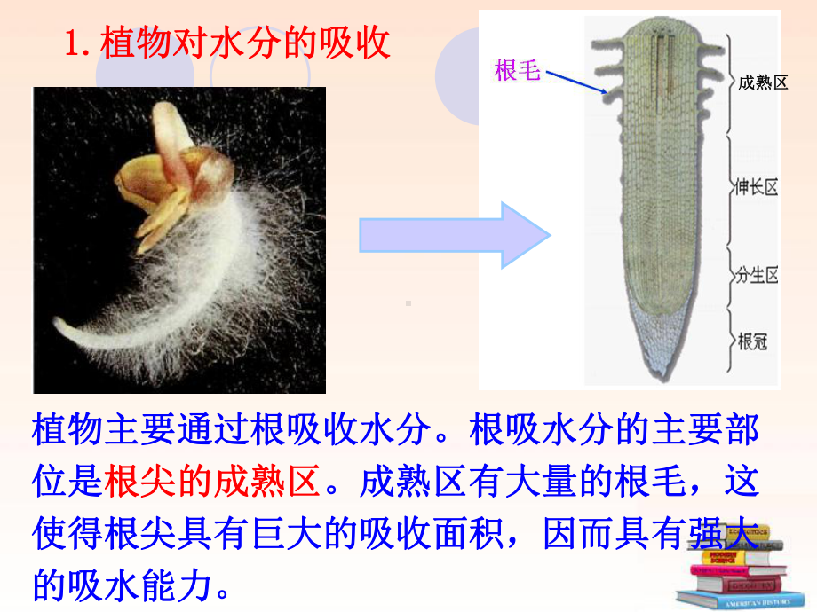 人教版-生物第三章绿色植物与生物圈的水循环.ppt_第3页