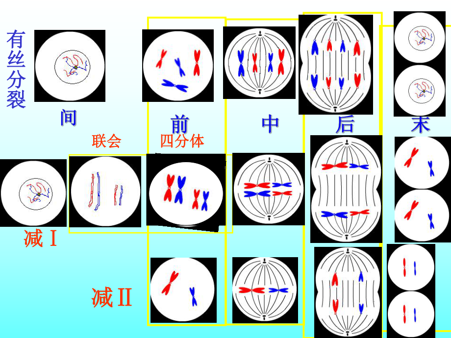 专题复习：减数分裂和有丝分裂.ppt_第1页