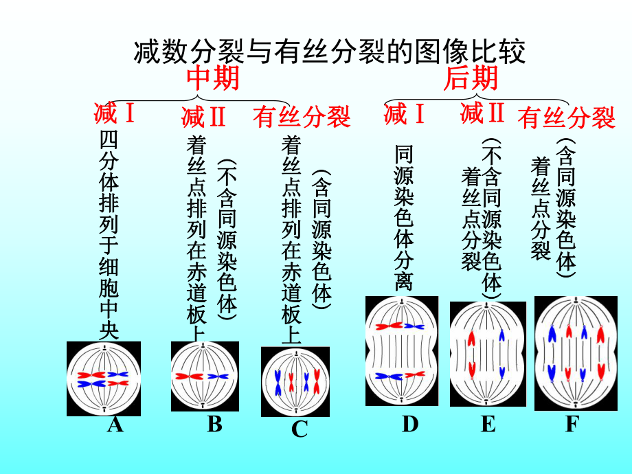 专题复习：减数分裂和有丝分裂.ppt_第2页