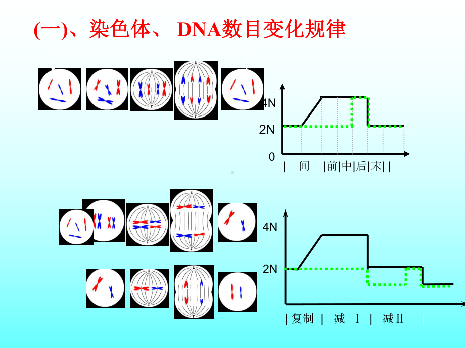 专题复习：减数分裂和有丝分裂.ppt_第3页