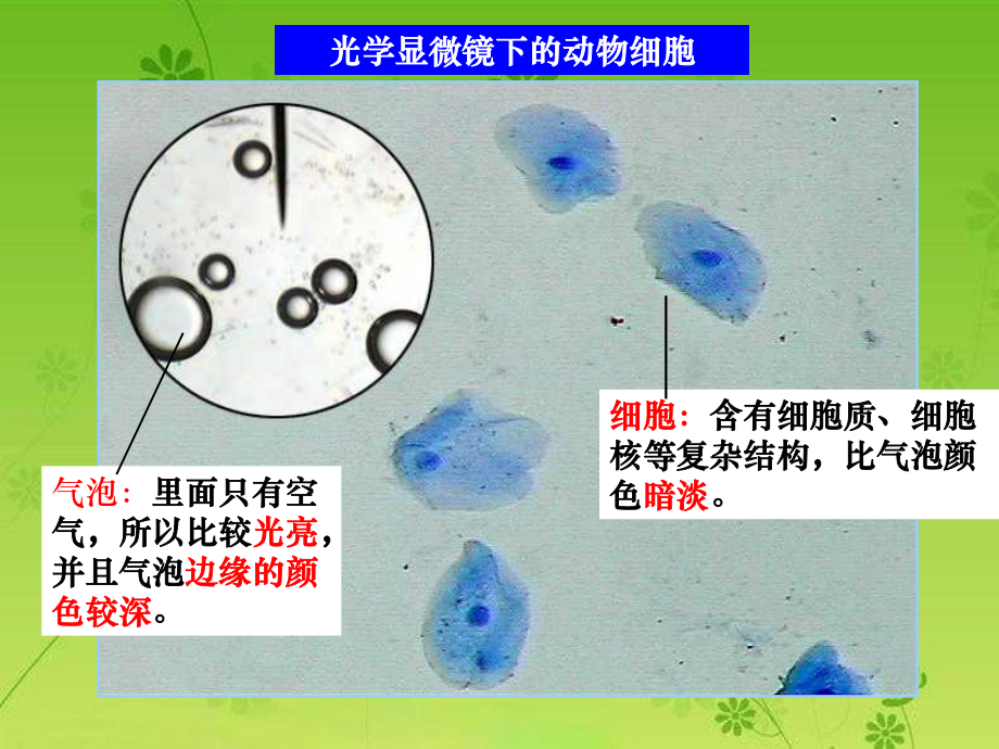 细胞膜—系统的边界上课课件.ppt_第3页