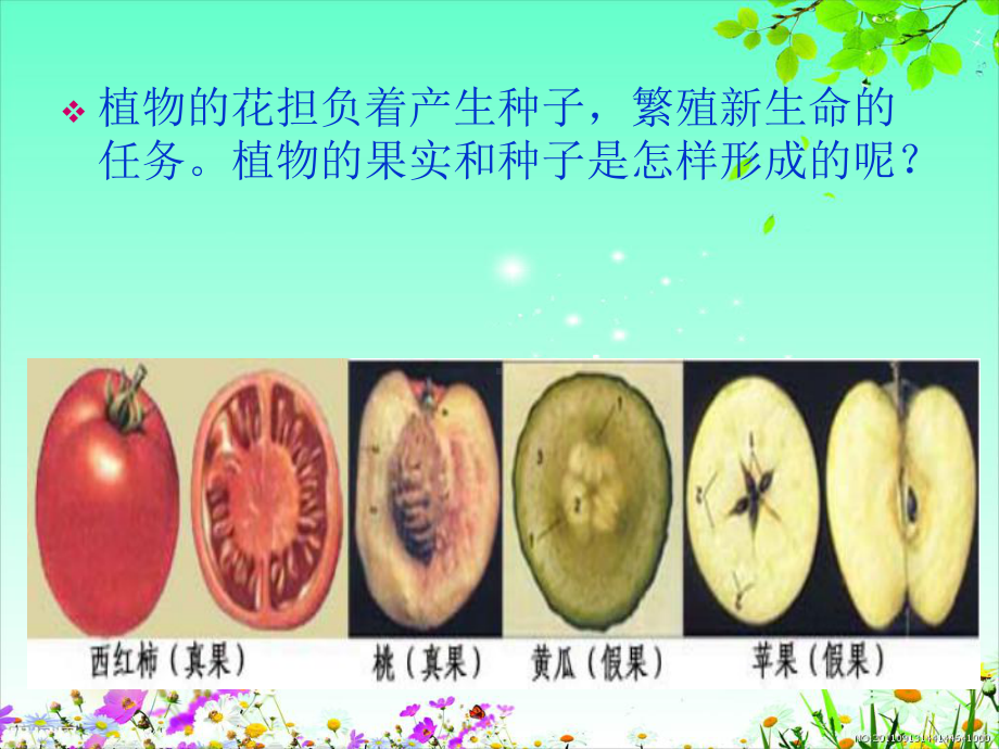 四年级花果实和种子.ppt_第3页