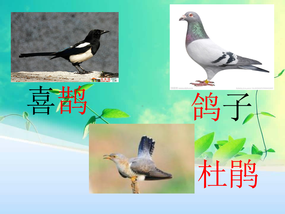 鸟的乐园课件PPt.ppt_第3页