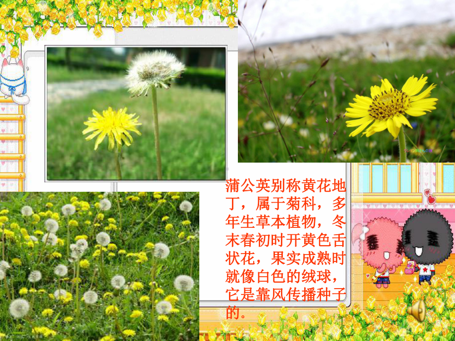 蒲公英课件 (3).ppt_第3页