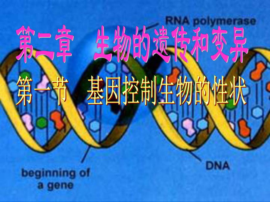 人教新课标版初中八下2[1]1下基因控制生物的性状课件1.ppt_第1页