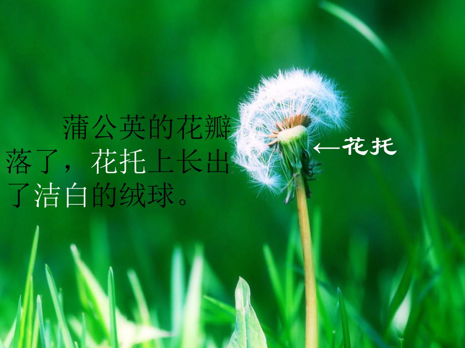 蒲公英教学课件 (2).ppt_第3页