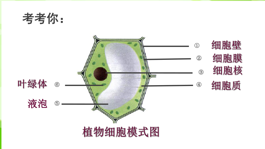 人教版七年级上生物第二单元第一章第四节细胞的生活课件.ppt_第1页