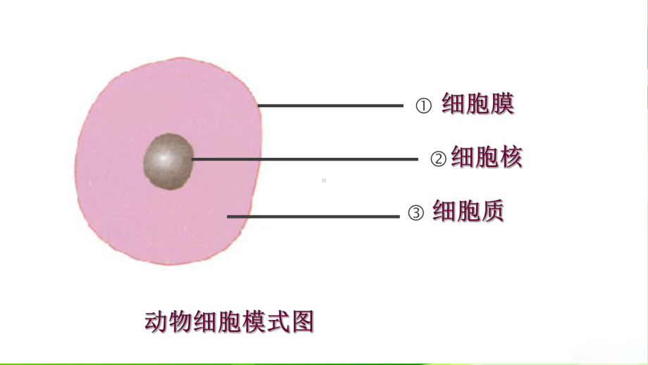 人教版七年级上生物第二单元第一章第四节细胞的生活课件.ppt_第2页