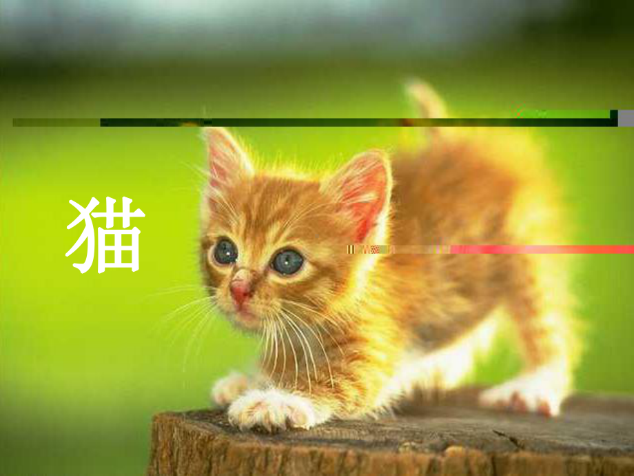 四年级语文《猫》教学设计.ppt_第3页