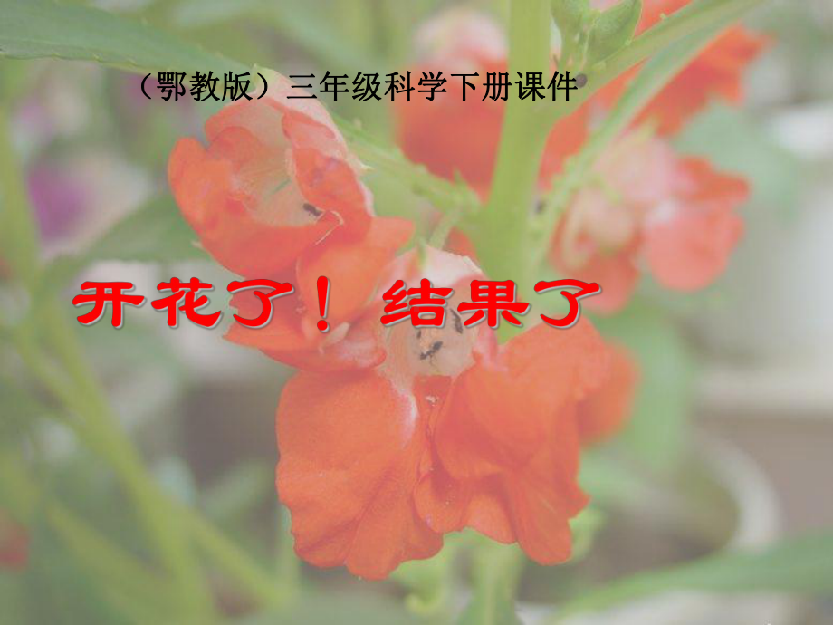 开花了、结果了.ppt_第1页