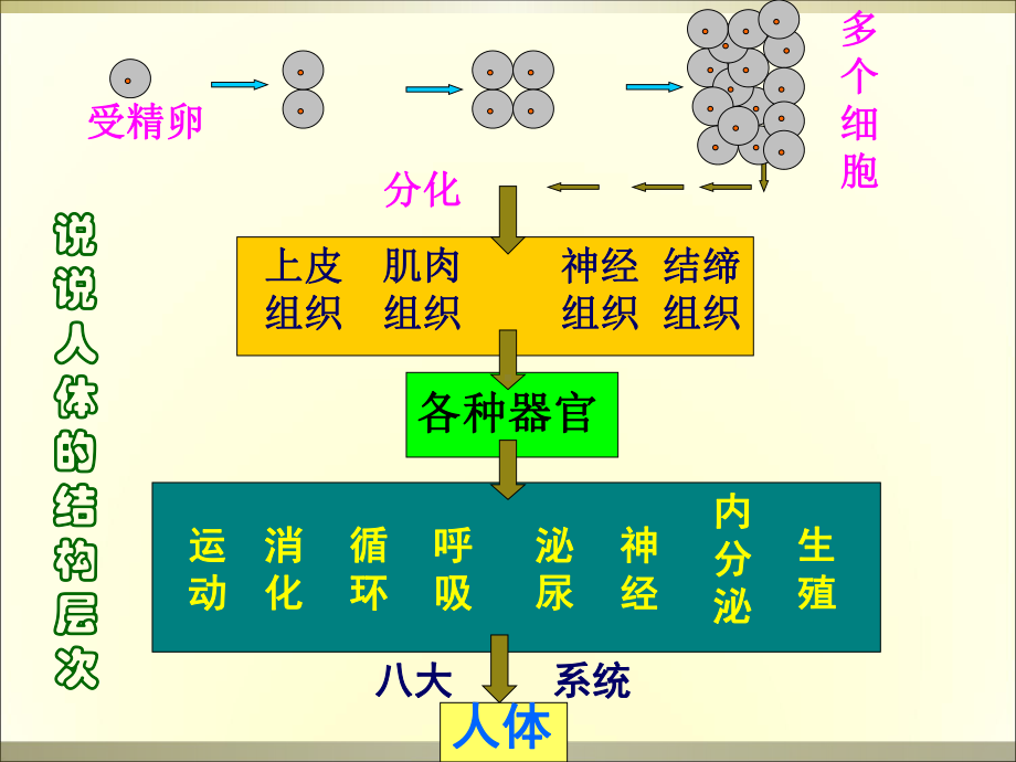 植物层次课件.ppt_第1页