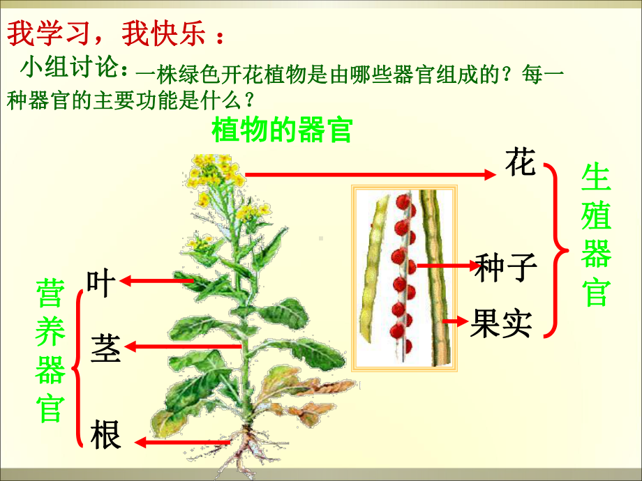 植物层次课件.ppt_第3页