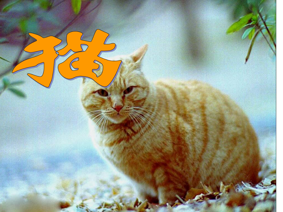 杨兰英教研课《猫》演示文稿.ppt_第3页