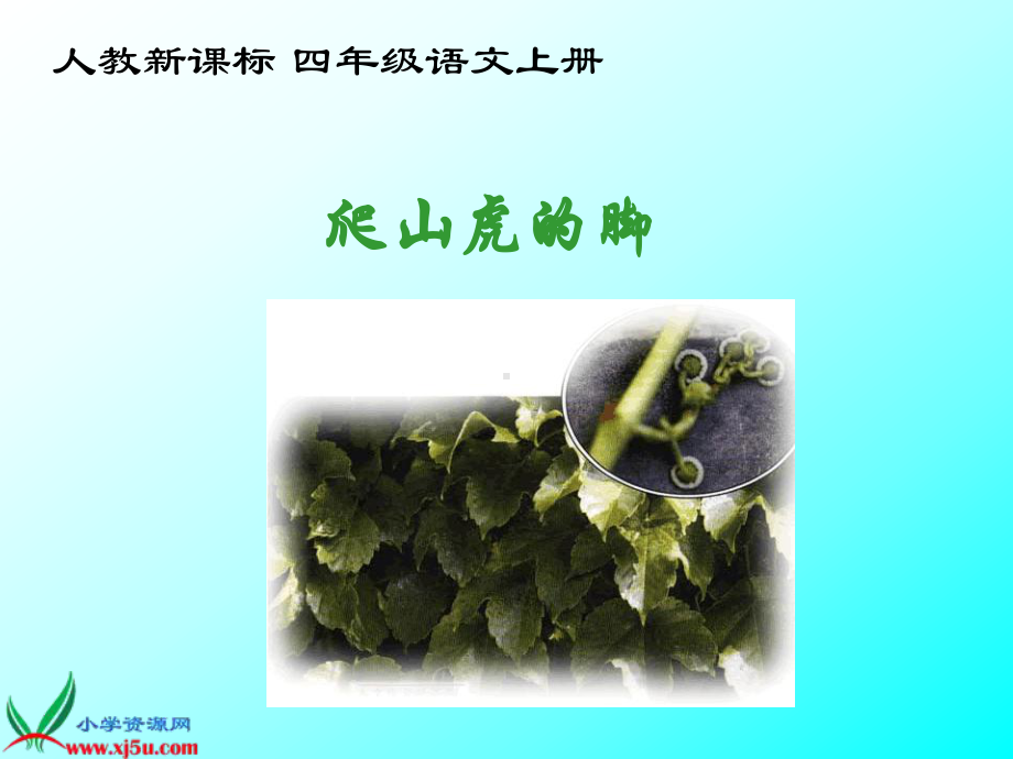 爬山虎的脚 (4).ppt_第1页