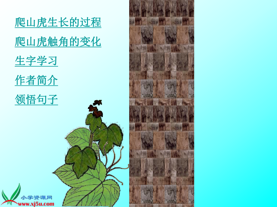 爬山虎的脚 (4).ppt_第2页