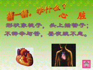 输送血液的泵一一心脏PPT课件.ppt