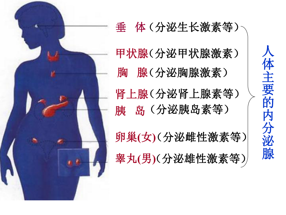 人体激素调节.ppt_第3页