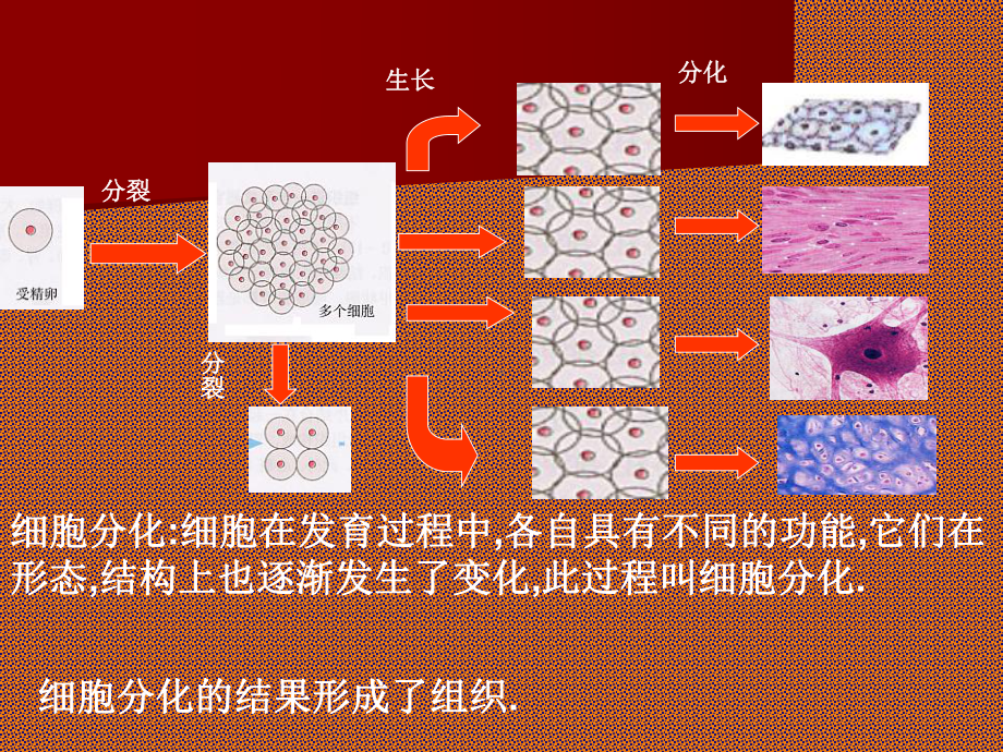 人教版七上第二单元第三章第二节动物体的结构层次（共14张PPT）.ppt_第3页