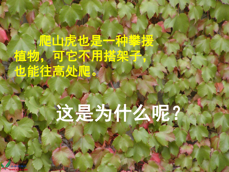 人教版《爬山虎的脚》PPT.ppt_第2页