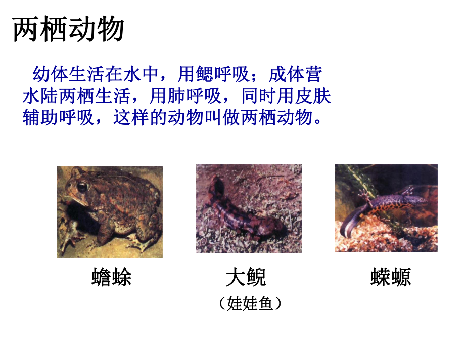 两栖动物的生殖和发育 (2).ppt_第3页