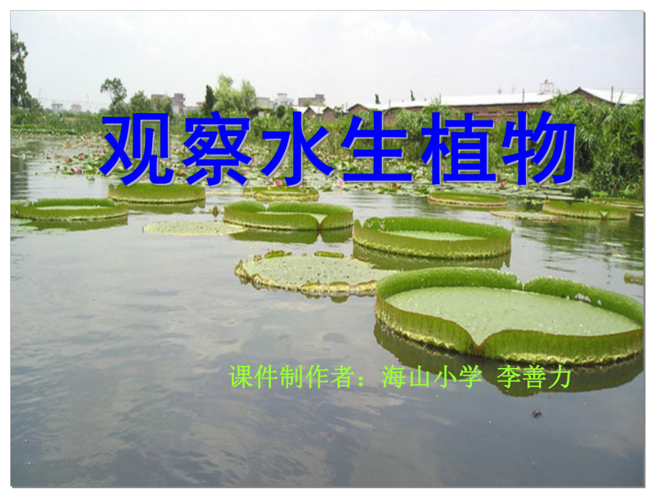 三年级科学上册《一4水生植物》PPT.ppt_第1页