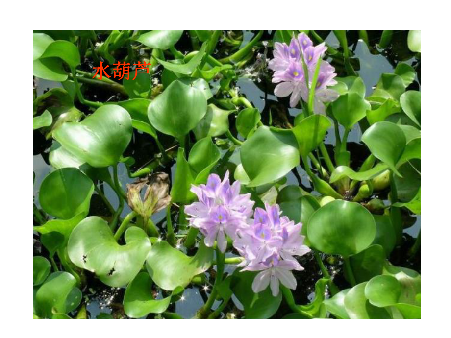 三年级科学上册《一4水生植物》PPT.ppt_第2页