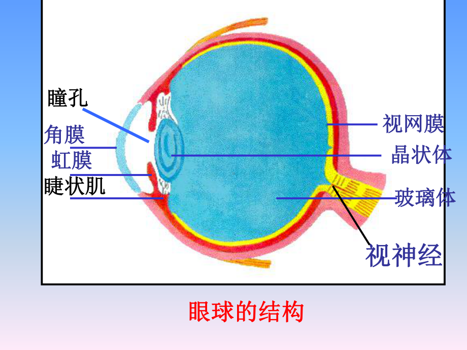 照相机与眼睛---视力的矫正.ppt_第3页