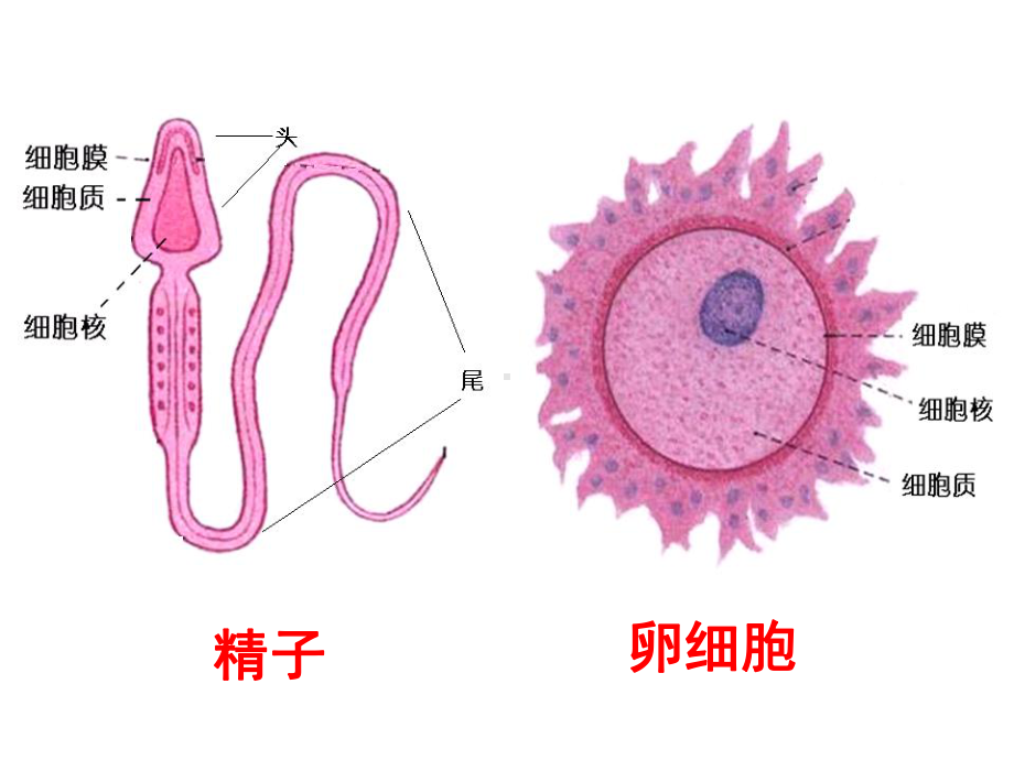 人教版七年级科学下册第一单元第一节新生命的诞生课件.ppt_第3页