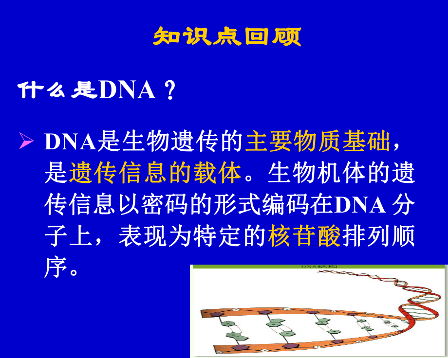 DNA的复制和修复课件.ppt_第2页