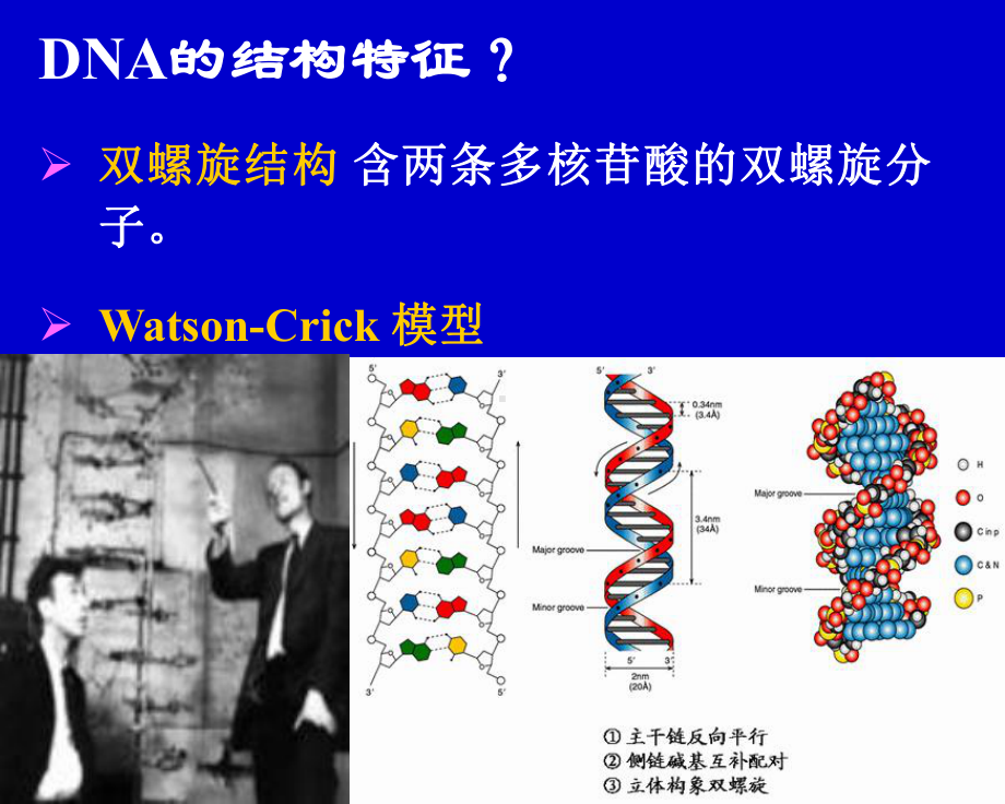 DNA的复制和修复课件.ppt_第3页