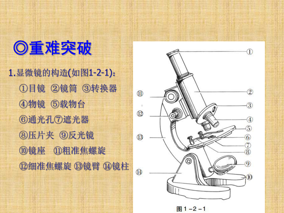 （复习课件）总复习第一轮-第03讲-练习使用显微镜.ppt_第2页