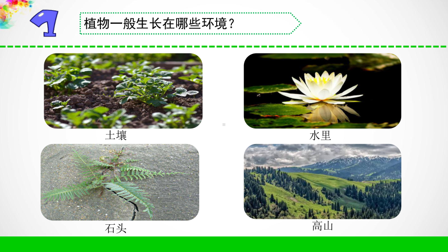 （新教材）苏教版三年级下册《科学》6沙漠里的植物课件.ppt_第2页