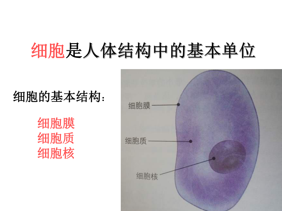 八年级生物神经调节课件.ppt_第2页