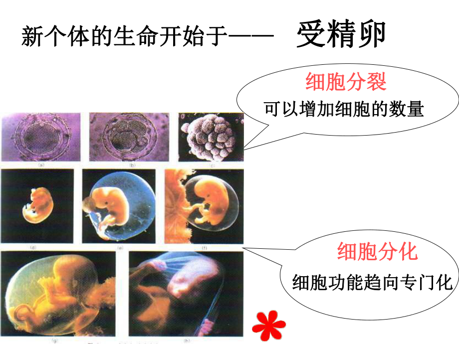 八年级生物神经调节课件.ppt_第3页