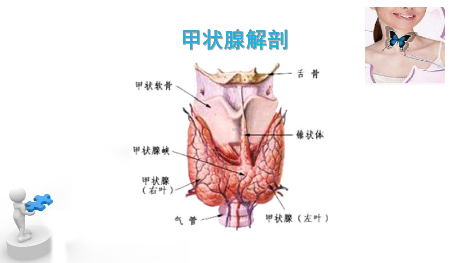 内科学：甲状腺疾病课件.pptx_第3页