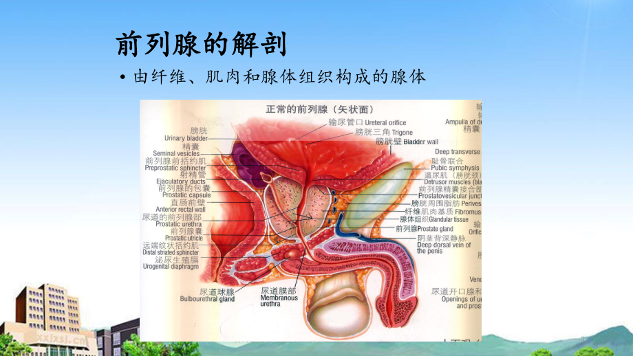 前列腺增生与前列腺癌的磁共振诊断及波谱分析(课件).ppt_第3页