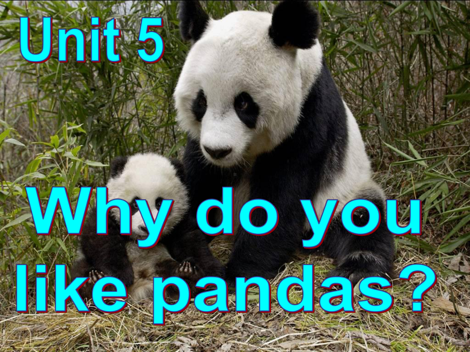 why-do-you-like-pandas-教学课件完整版.ppt_第2页