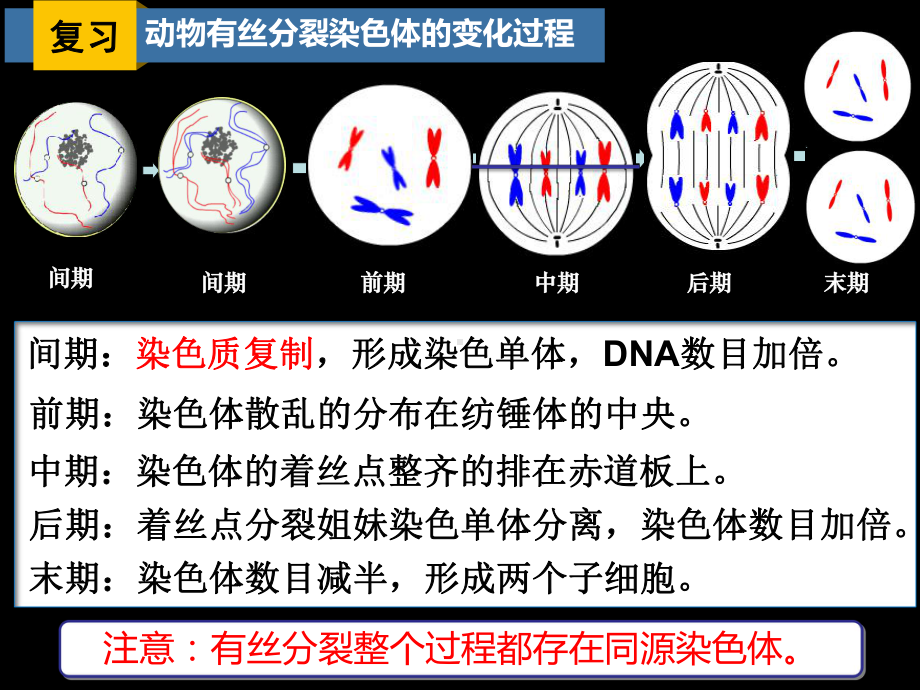 减数分裂一轮复习-公开课高中生物优质公开课课件.ppt_第3页