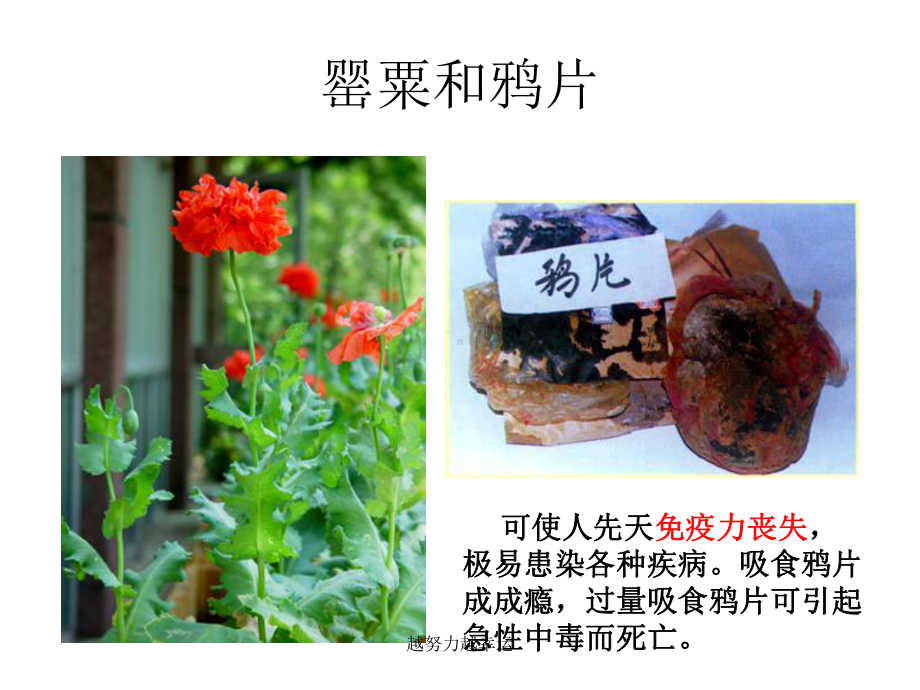 《珍爱生命-拒绝毒品》毒品预防教育课件-医学课件.ppt_第3页