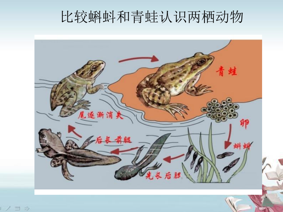 初中生物人教版八年级上册第五节-两栖动物和爬行动物课件.ppt_第3页