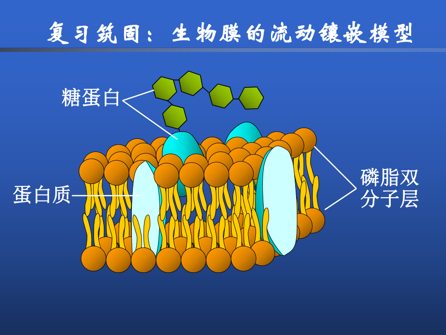 43-物质跨膜运输的方式课件.ppt_第2页